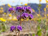 Death Valley 027